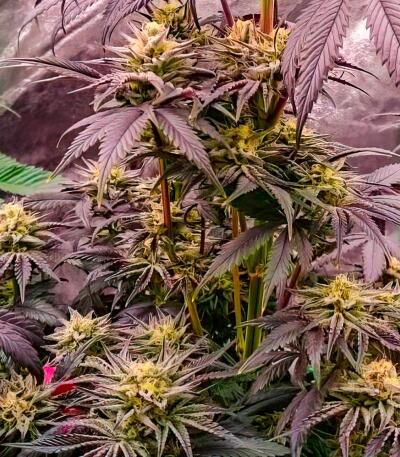 Сорт Lemon Cherry Runtz fem (FastBuds)