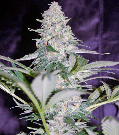 Сорт El Nino fem