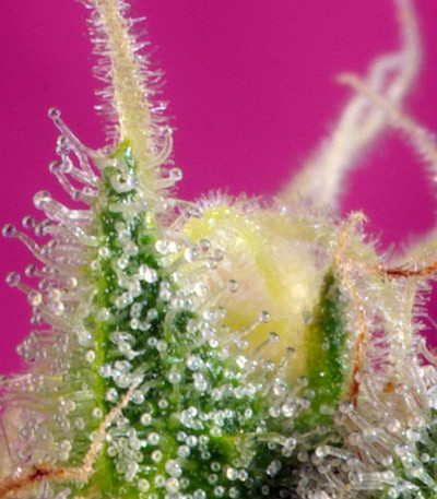 Сорт конопли S.A.D. Sweet Afgani Delicious CBD