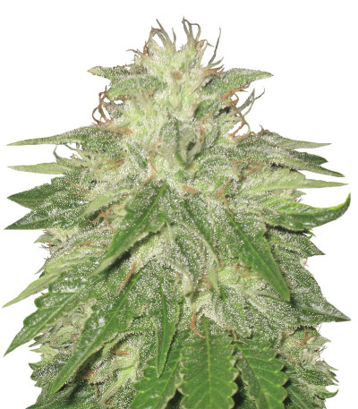 Сорт Super Hash fem (Pyramid Seeds)