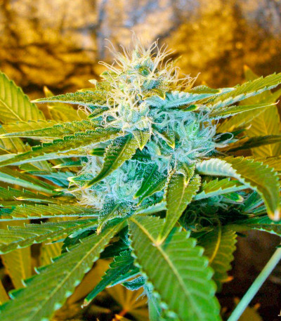 Сорт Chronic Haze fem (World of Seeds)