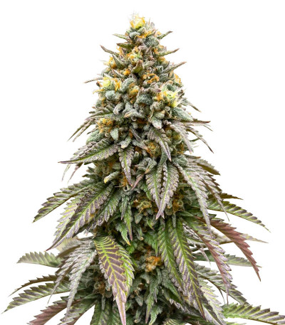 Сорт Lemonpaya fem (FastBuds)