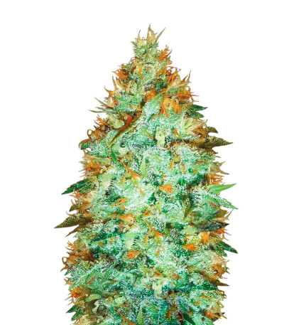 Сорт Original Limonade Skunk fem (Victory Seeds)