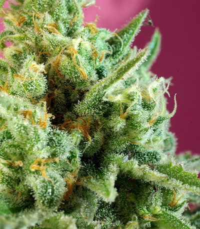 Сорт каннабиса S.A.D. Sweet Afgani Delicious CBD