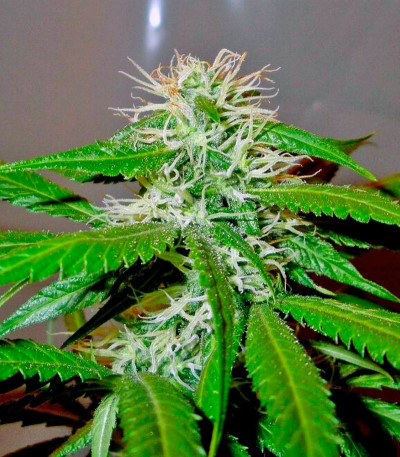 Сорт Mango Haze fem