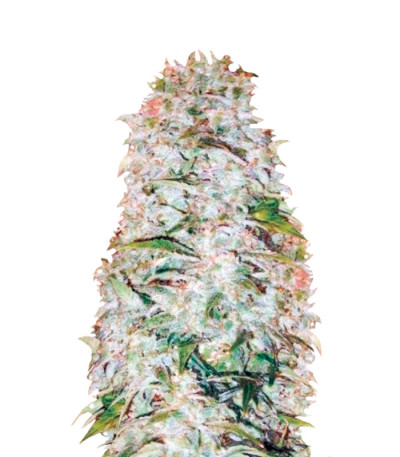 Сорт Auto AK-77V fem (Victory Seeds)