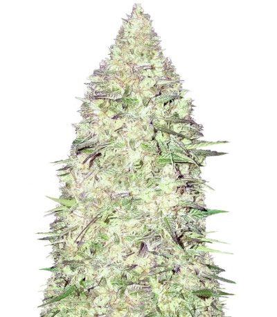 Сорт Maya Gold fem (Sumo Seeds)