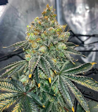 Сорт Garlic Cookies fem