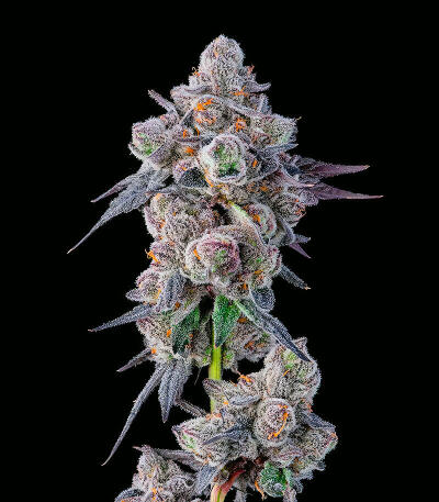 Сорт Mellowz fem (Compound Genetics)