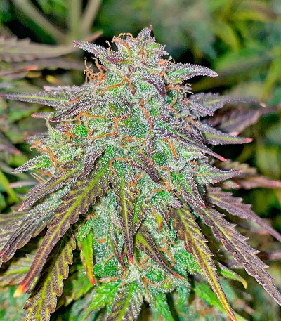 Сорт Vanilla Latte Auto fem от Humboldt Seed Company