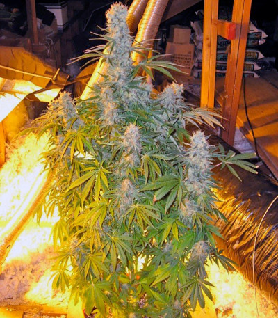 Сорт Alaskan Ice fem