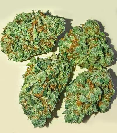 Сорт Gorilla 4 Autoflower fem (Easy Grow Seeds)