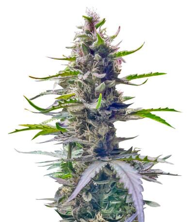 Сорт Gorilla 4 Autoflower fem (Easy Grow Seeds)