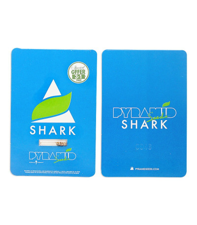 Сорт Shark fem (Pyramid Seeds)