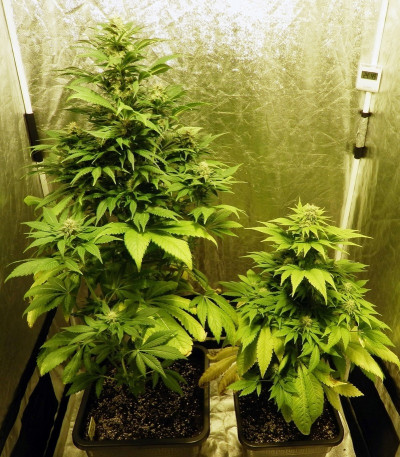 Сорт Fruit Spirit fem (Royal Queen Seeds)