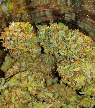 Сорт CBD Apple Betty Auto fem (Herbies Seeds)