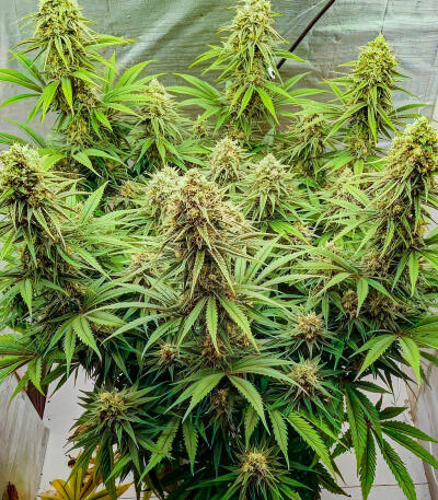 Сорт Sour Diesel x OG Kush fem (Seedkeepers)