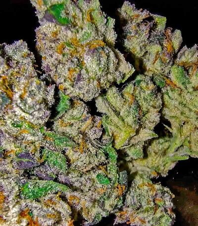 Сорт Grease Monkey Autoflower fem (Easy Grow Seeds)