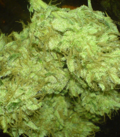 Сорт Dance World CBD fem (Royal Queen Seeds)