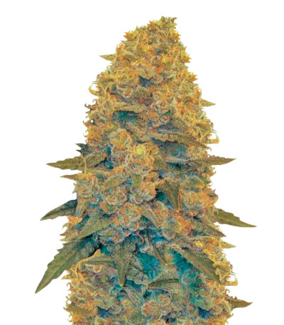 Сорт Auto Blow Dream fem (Victory Seeds)