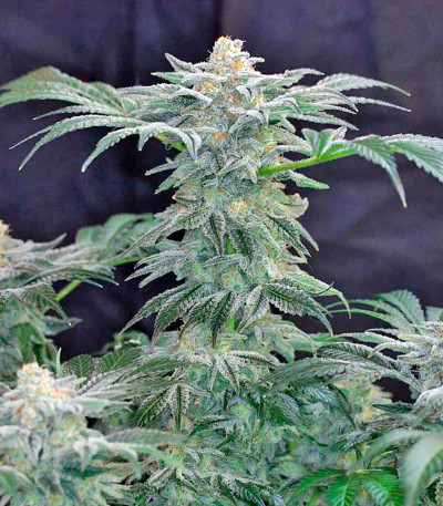 Сорт Mazar Kush fem (World of Seeds)