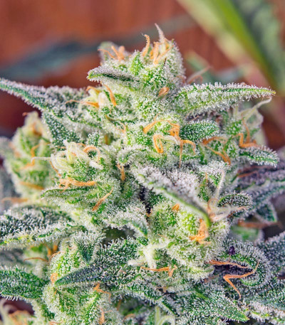 Сорт Crystal Candy Auto fem (Sweet Seeds)