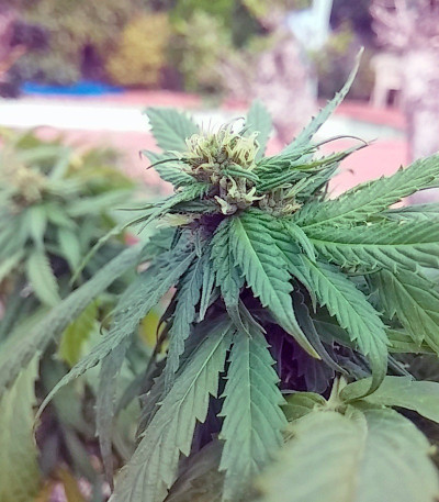 Сорт Arjan's Haze #1 fem