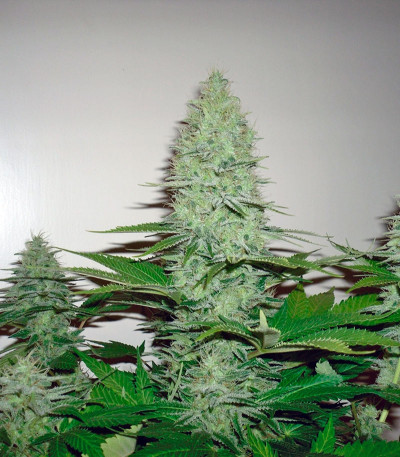 Сорт Ice Cream fem (Paradise Seeds)
