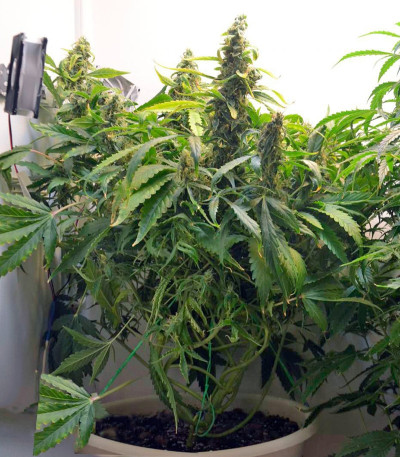 Сорт Auto Amnesia Gold fem (Pyramid Seeds)