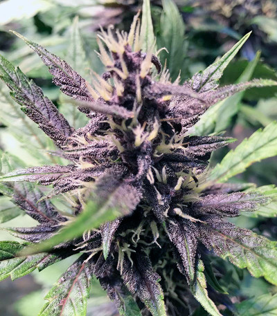 Сорт Devil Cream Auto fem (Sweet Seeds)