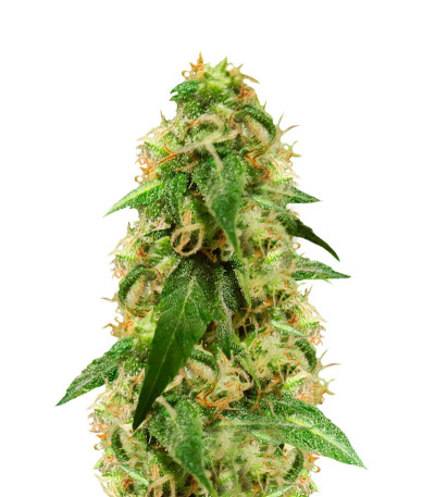 Сорт AK-49 Auto Fem (Vision Seeds)