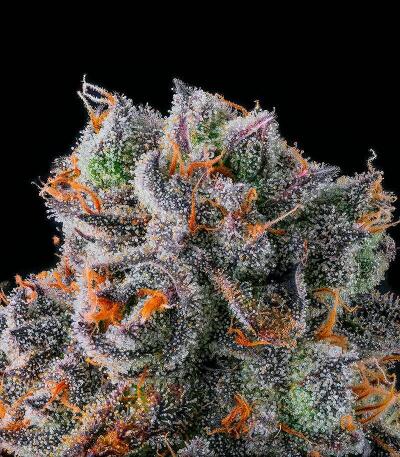 Сорт Dulce Dreams fem (Compound Genetics)