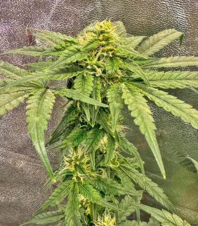 Сорт Garlic Cookies fem