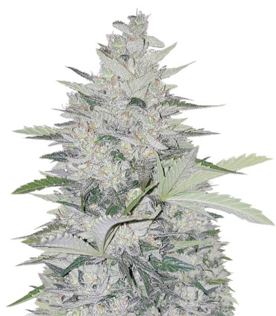 Сорт Impala 64 Haze Auto fem (Sumo Seeds)