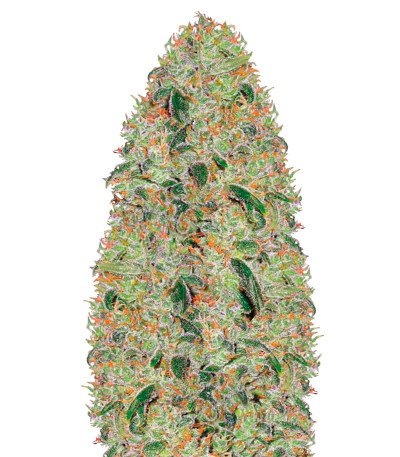 Сорт Green Wild Shark fem (Victory Seeds)