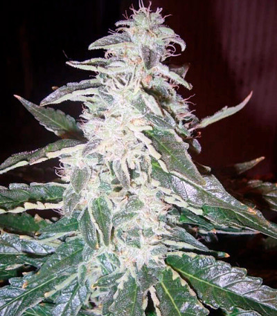 Сорт Alaskan Ice fem