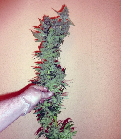 Сорт Euphoria CBD fem (Royal Queen Seeds)