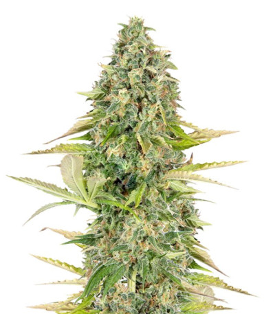 Сорт Buddha Kraken fem (Buddha Seeds)