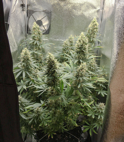 Сорт White Widow fem (Dutch Passion)
