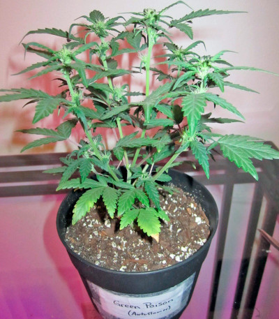 Сорт Green Poison Auto fem (Sweet Seeds)