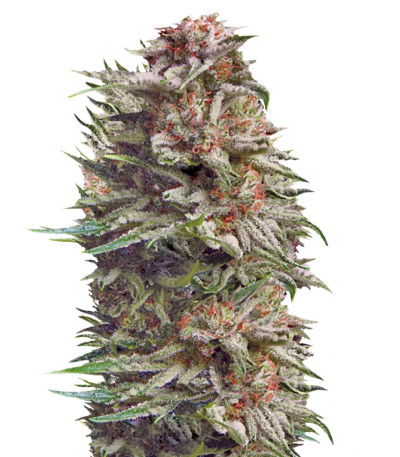 Сорт Patagonia Auto fem (Trikoma Seeds)