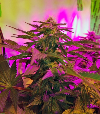 Сорт Fresh Candy fem (Pyramid Seeds)