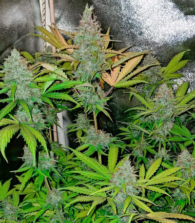 Сорт Jack Herer fem (Seedkeepers)