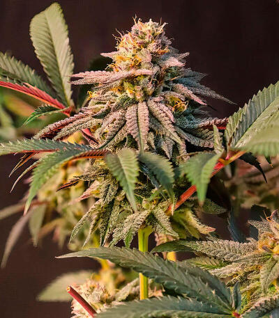 Сорт Lemon Cherry Runtz fem (FastBuds)