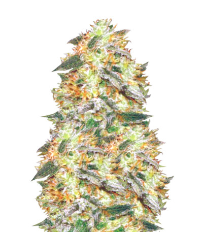 Сорт Auto Original Limonade Skunk fem (Victory Seeds)