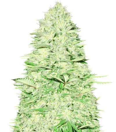 Сорт Blue Nitro Haze fem (Sumo Seeds)