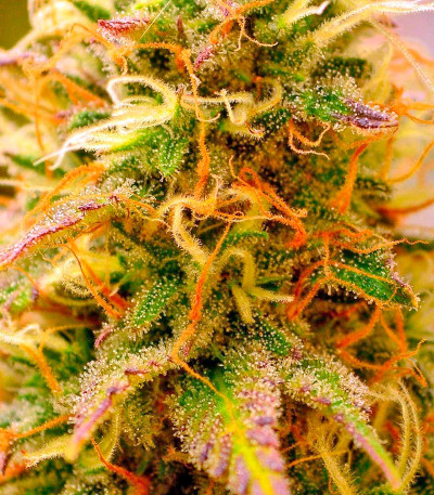 Сорт Northern Lights fem (Nirvana Seeds)