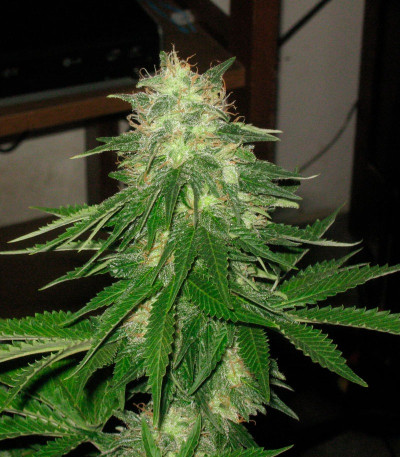 Сорт Super Hash fem (Pyramid Seeds)