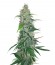 Сорт Shiva Skunk reg (Sensi Seeds)