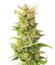 Сорт Baby Runtz Autoflower fem (Easy Grow Seeds)